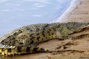 La Policía y los bomberos buscan intensamente al pescador
