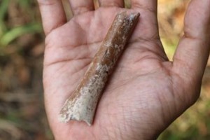 Se muestra un fragmento de húmero distal recientemente descrito de la especie extinta Homo floresiensis. Los investigadores excavaron el fósil por primera vez en 2013 en el sitio arqueológico de Mata Menge. Crédito: Yousuke Kaifu