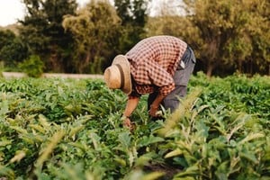 La demanda la inició un trabajador rural de Misiones que trabajó 5 años sin estar registrado.