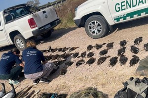 Patos cazados de manera ilegal.