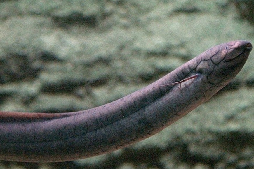 El genoma del pez pulmonado sudamericano creció de forma masiva durante los últimos 100 millones de años, añadiendo el equivalente a un genoma humano cada 10 millones de años.