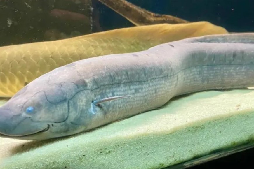 El pez pulmonado ya existía en el periodo Devónico.