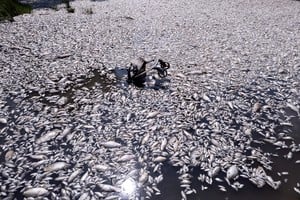 Desde entonces, las aguas del lago han retrocedido drásticamente, forzando a los peces de agua dulce a dirigirse hacia el puerto de Volos y las aguas del Golfo Pagasético y el mar Egeo, donde no pueden sobrevivir.

CREDITO: REUTERS/Giannis Floulis