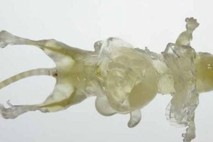 Ratones cuya piel se vuelve invisible por una pomada.