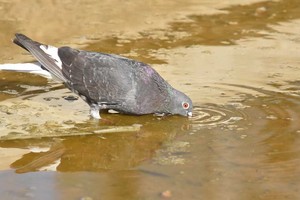 Las palomas pueden poner huevos hasta cuatro veces en el año cuando tienen comida abundante. Más allá de su imagen simpática, pulan en las ciudades, causan enfermedades y daños edilicios. En los campos provocan pérdidas económicas.