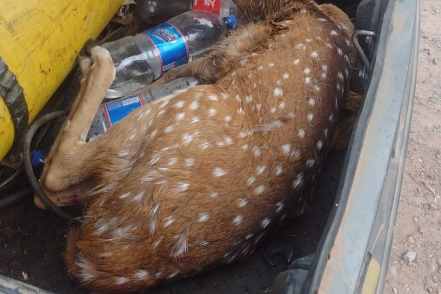 El animal quedó a resguardo del personal municipal en conjunto con Guardia Rural Los Pumas.
