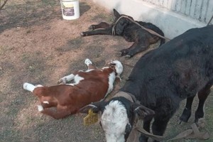 Los animales que fueron recuperados.