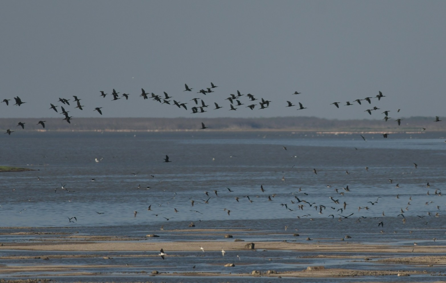 Las aves haciendo su aporte al paisaje