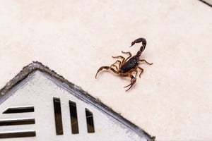 Los síntomas comunes de una picadura de escorpión incluyen un dolor local intenso y quemante en el sitio de la picadura.