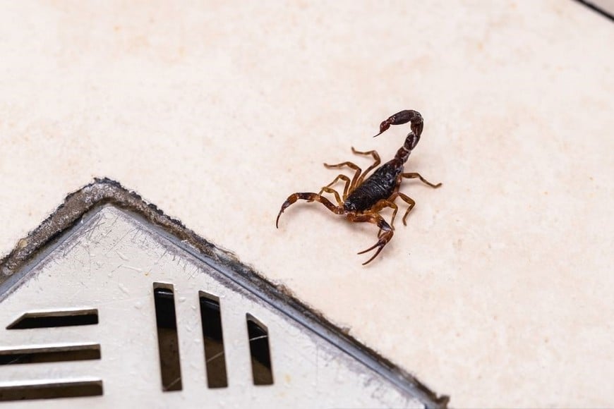 Los síntomas comunes de una picadura de escorpión incluyen un dolor local intenso y quemante en el sitio de la picadura.