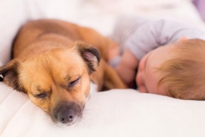 Preparar a tu perro para la llegada de un bebé asegura una transición más suave.