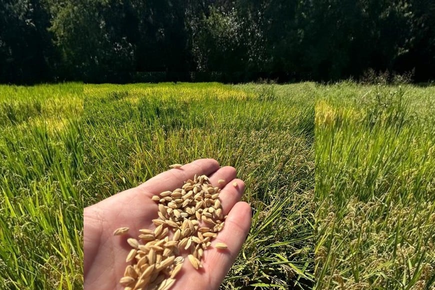 arroz arrocera fotos: Gentileza Pablo Bode