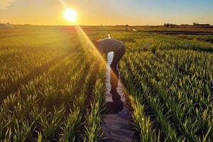 Las proyecciones preliminares indican que en departamentos arroceros clave como San Salvador, Villaguay y Colón la caída del área podría ubicarse entre el 10 y el 30 %.