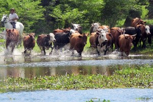 La medida cautelar, dictada por el Juzgado Federal Nº 2 de Paraná el 1 de julio de 2020, surgió a raíz de un amparo ambiental promovido por la ONG Cuenca Río Paraná, con el objetivo de prevenir los incendios y detener las quemas en la región mediante una "acción preventiva de daños".