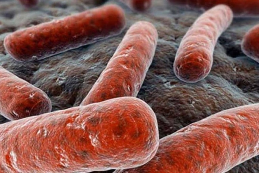 La Mycobacterium tuberculosis causa la tuberculosis y es uno de los patógenos más peligrosos del planeta.