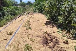 Los granos de soja, desparramados junto a las vías del ferrocarril. Una postal que esconde un negocio "ultra millonario".

