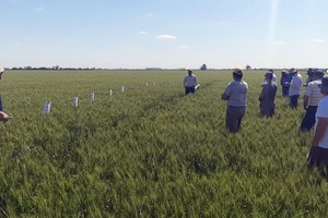 El Sistema de Estimaciones Agropecuarias de CREA se define por sus autores como una herramienta de diagnóstico y consulta para la propia red como para el ecosistema agrobioindustrial.
Foto: Archivo