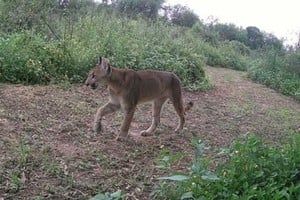 Se instalaron 10 foto-trampas. No hay certeza si fue siempre el mismo ejemplar o hay más. Crédito: PNISF.