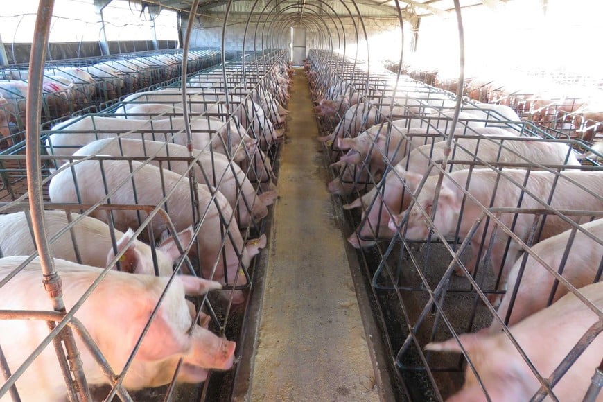 El consumo total de carnes rondaría los 113 kg por habitante en 2025, recuperándose un 3% interanual y realineándose con el promedio de los últimos años.