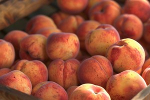 Finalizó la emergencia fitosanitaria por Mosca de los frutos en Tupungato. Foto: imagen generada mediante IA.