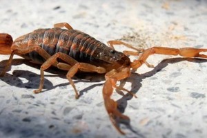 Un niño fue picado por un alacrán en su casa de Gualeguaychú: encontraron 12 ejemplares de ese arácnido en el lugar - Image 3