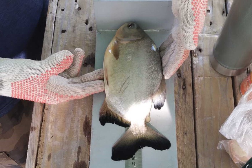 La primera etapa experimental del proyecto terminará en abril, con la faena de los pacúes.