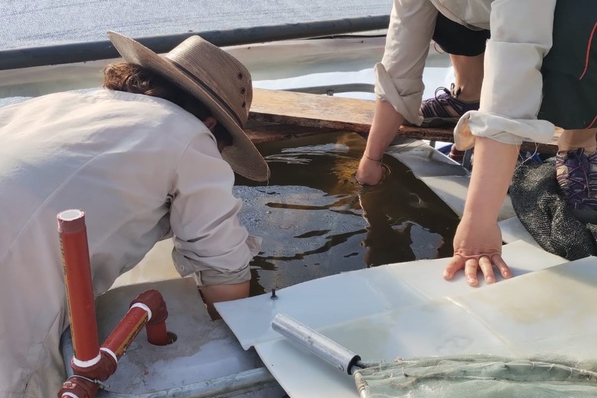 El tanque donde se crían los peces. Crédito: Gentileza
