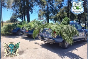 Se busca determinar la magnitud del cultivo y su eventual vínculo con la comercialización de estupefacientes en la zona. Créditos: Comando Radioeléctrico