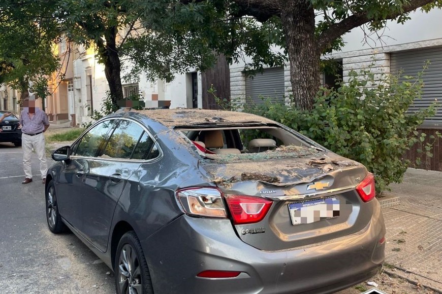 Investigan las causas que pudieron haber provocado la caída del árbol.
