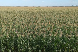 Informe del Sistema de Estimaciones Agrícolas para el Centro Norte de la Provincia de Santa Fe, que elabora la Bolsa de Comercio de Santa Fe