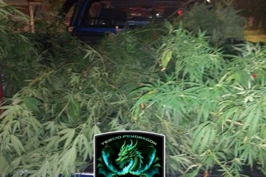 Las plantas secuestradas quedaron a disposición de la fiscalía de Microtráfico.