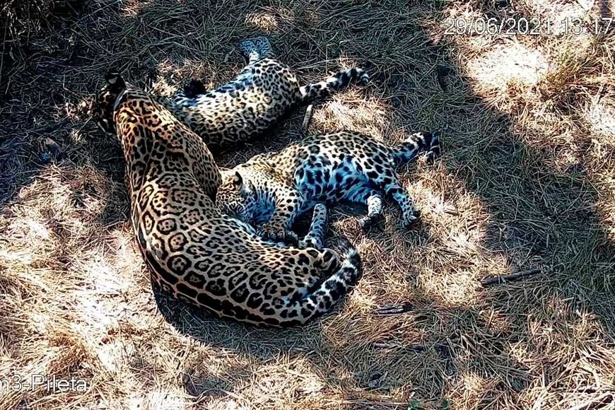 El nacimiento de dos yaguaretés fue muy celebrado.