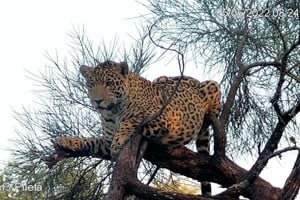 Takajay es el nombre que le eligieron al yaguaraté.