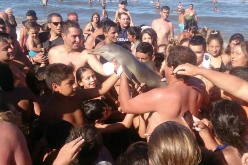 En 2016 un delfín murió luego de que turistas lo sacaran del agua para fotografiarlo.