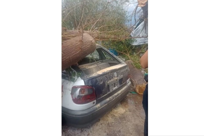 El árbol cayo sobre el auto