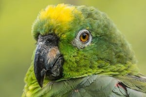 El norte santafesino busca respuestas ante el daño de aves en la producción agrícola