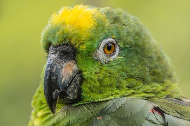 El norte santafesino busca respuestas ante el daño de aves en la producción agrícola