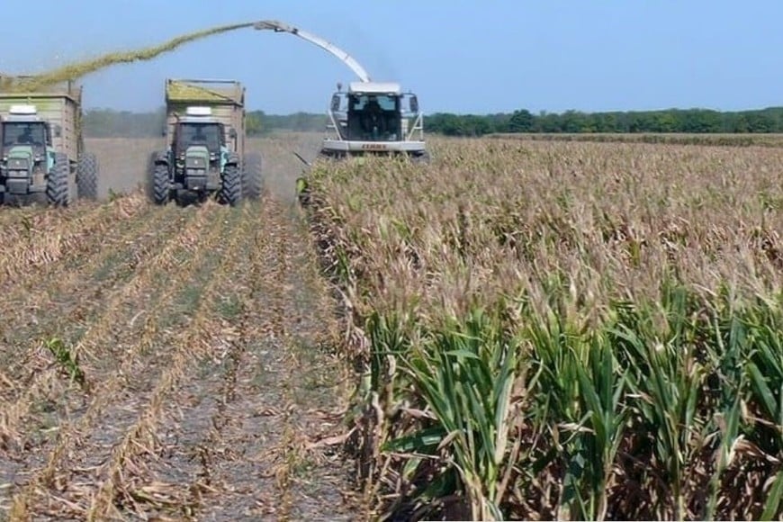 En los departamentos del centro de la provincia, continuó el picado y embolsado de maizales.