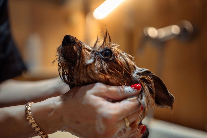 Cuida la piel de tu perro en el calor.