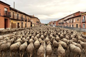 El rebaño atravesando una de las poblaciones registrada durante el trabajo de investigación. Foto: Gentileza