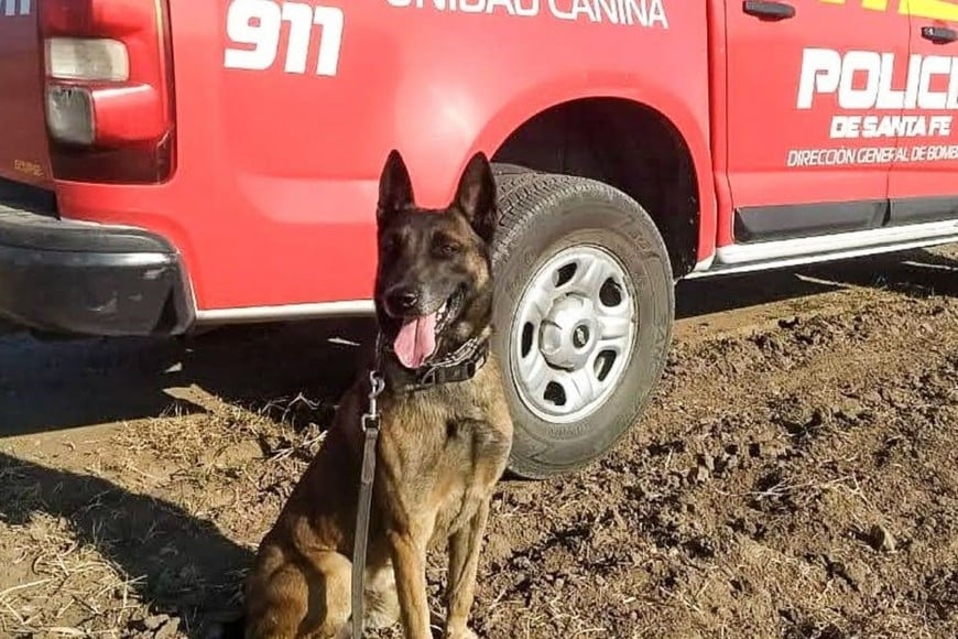 Baloo estuvo entre los escombros de los edificios de calle Salta 2141, tras la explosión por un escape de gas -agosto de 2013- en Rosario. Murió el 10 de enero.