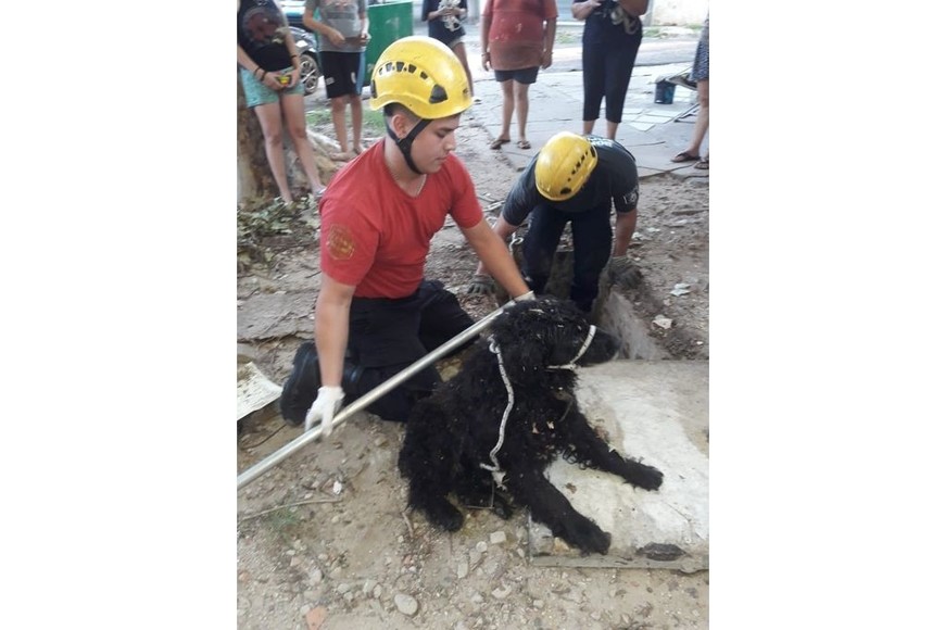 Un perrito fue rescatado por bomberos en la ciudad de Rosario.