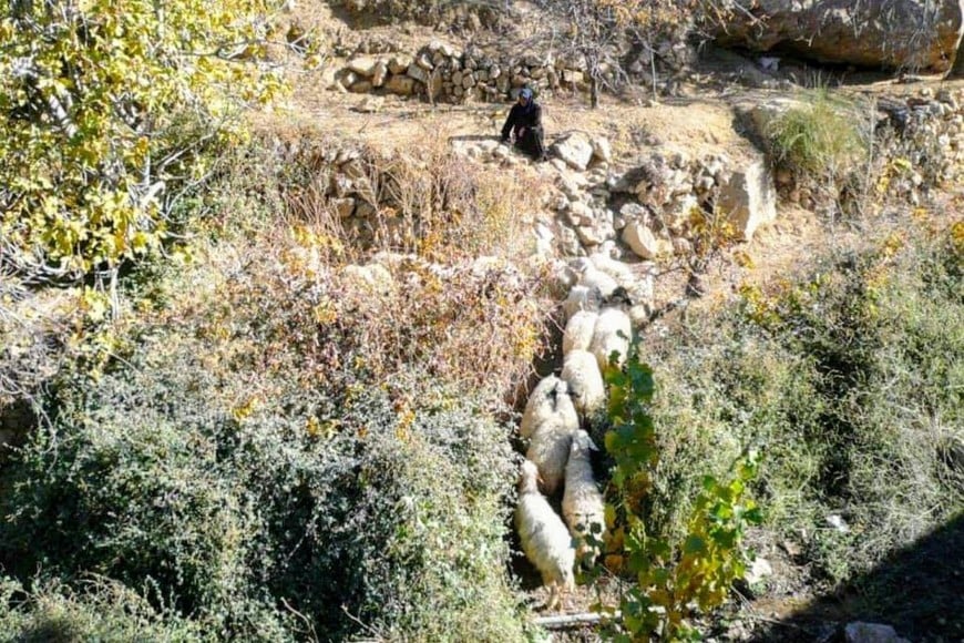 La UNESCO declaró la trashumancia como patrimonio cultural.