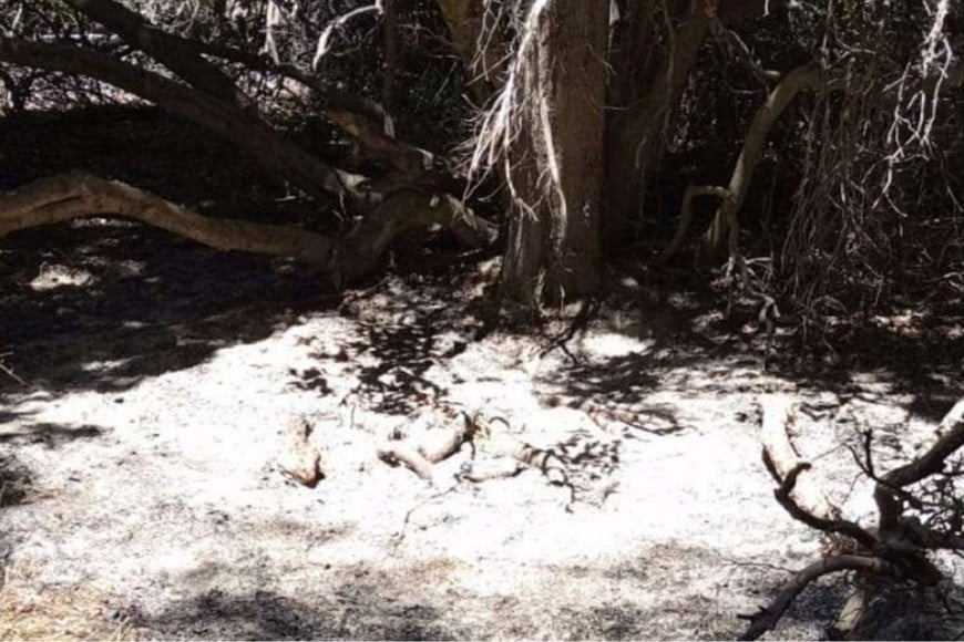 Villa Traful  incendios intencionales