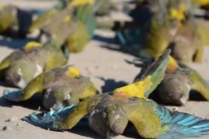 Las autoridades han solicitado a la población que evite acercarse a las aves muertas