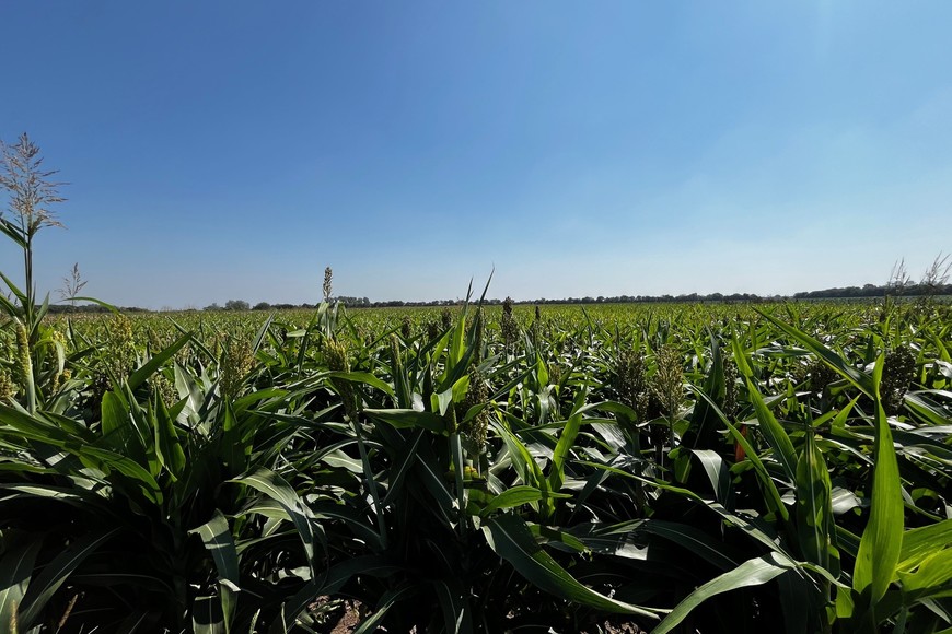 Las lluvias mejoran la condición del cultivo de sorgo en Las Colonias