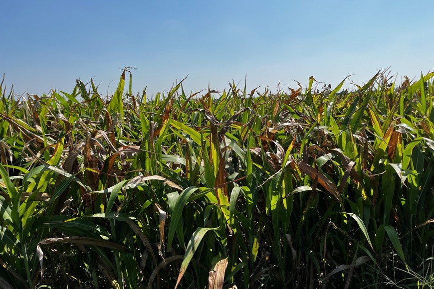 Sorgo afectado por las altas temperaturas y la falta de precipitaciones.
