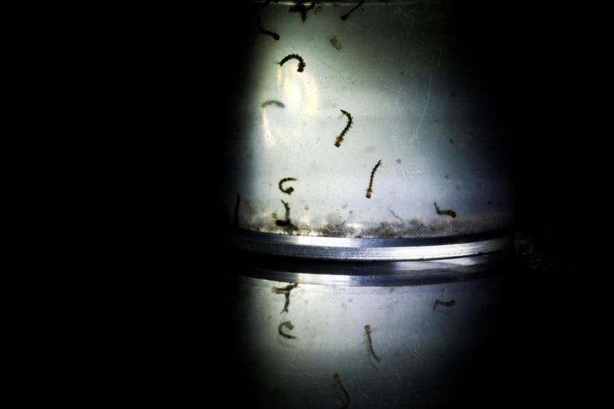 Male and female Aedes aegypti larvae mosquitoes are seen in a test tube, in Buenos Aires, Argentina March 13, 2024. REUTERS/Agustin Marcarian TPX IMAGES OF THE DAY