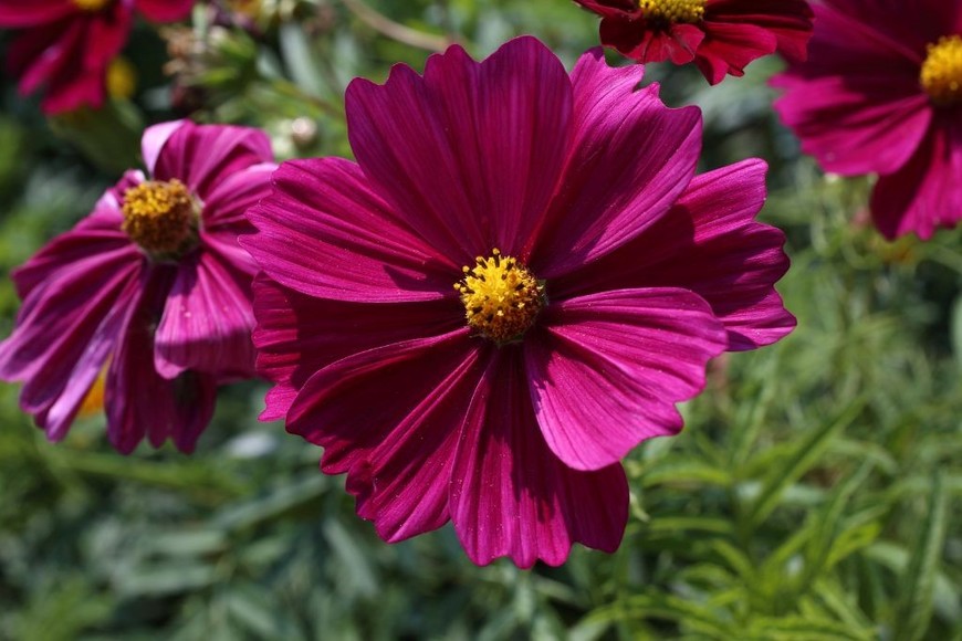 La flor Cosmos es perfecta para crear un entorno lleno de biodiversidad.