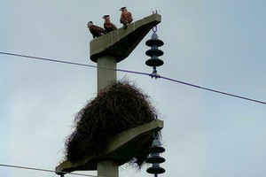 Para mitigar el problema, cada 10 días se realiza un corte programado de energía con el fin de limpiar la línea y remover los nidos en un tramo de aproximadamente 60 km. 